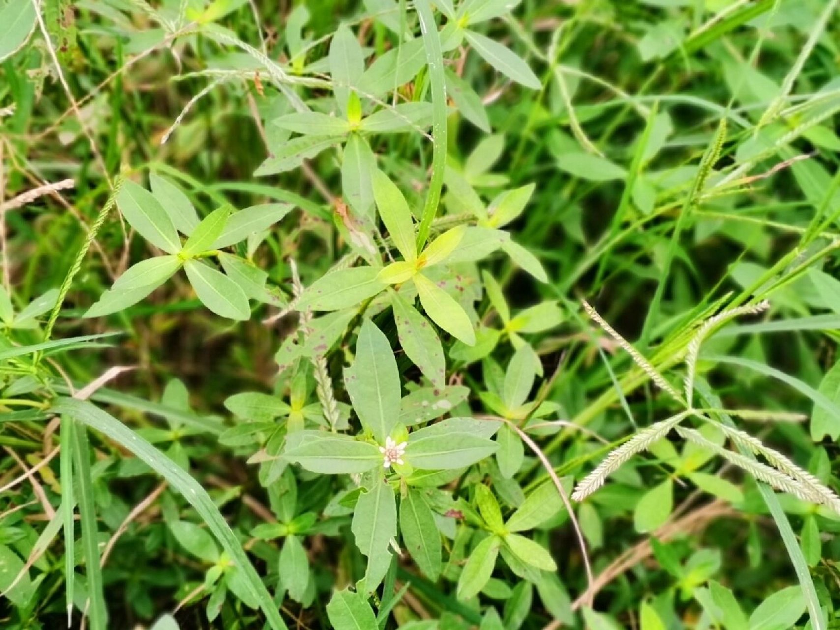 喜旱莲子草的别名图片