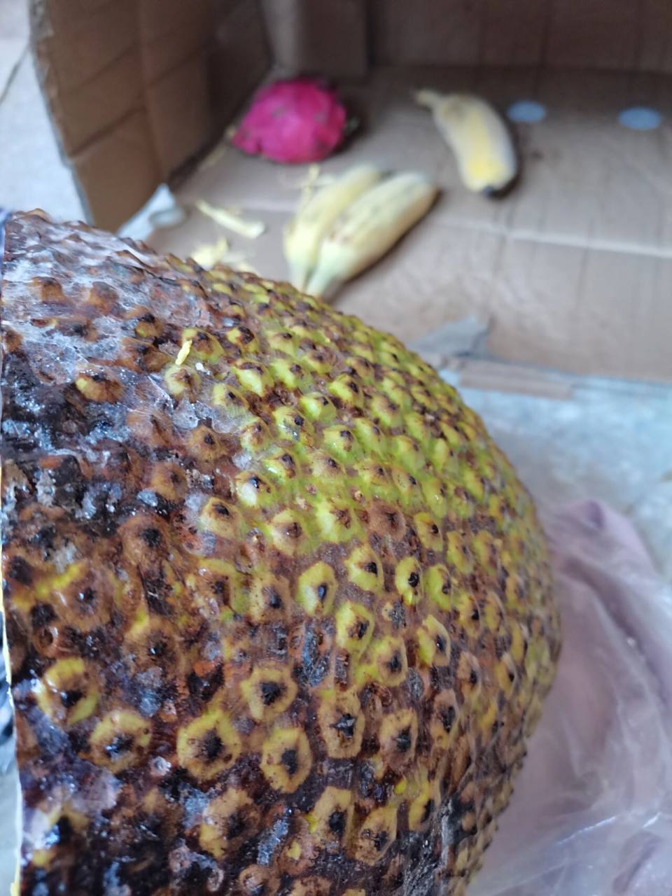 菠萝蜜坏啦?(卖家挺好的!) 出果率超高!