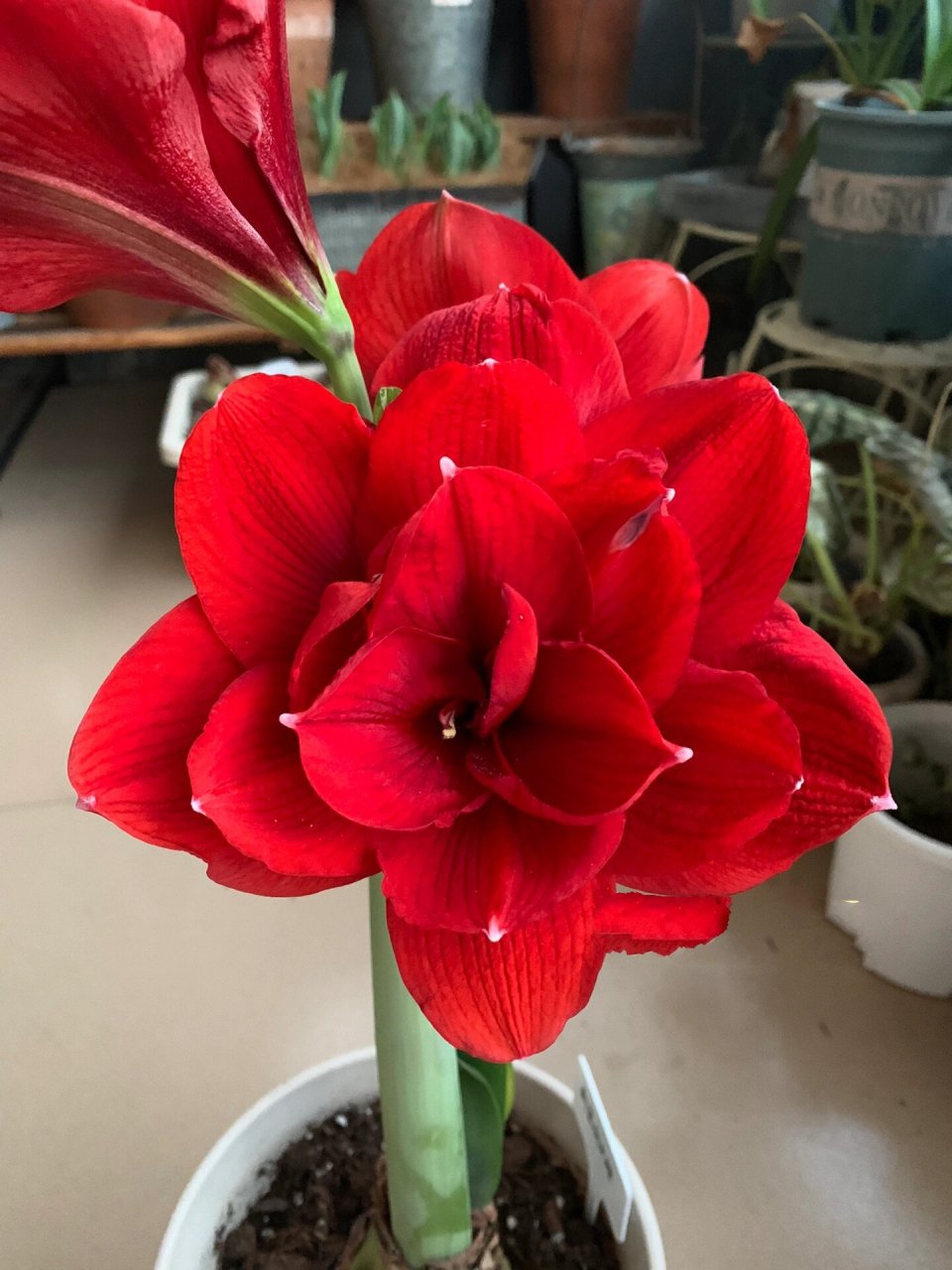 朱顶红 斯嘉丽女神