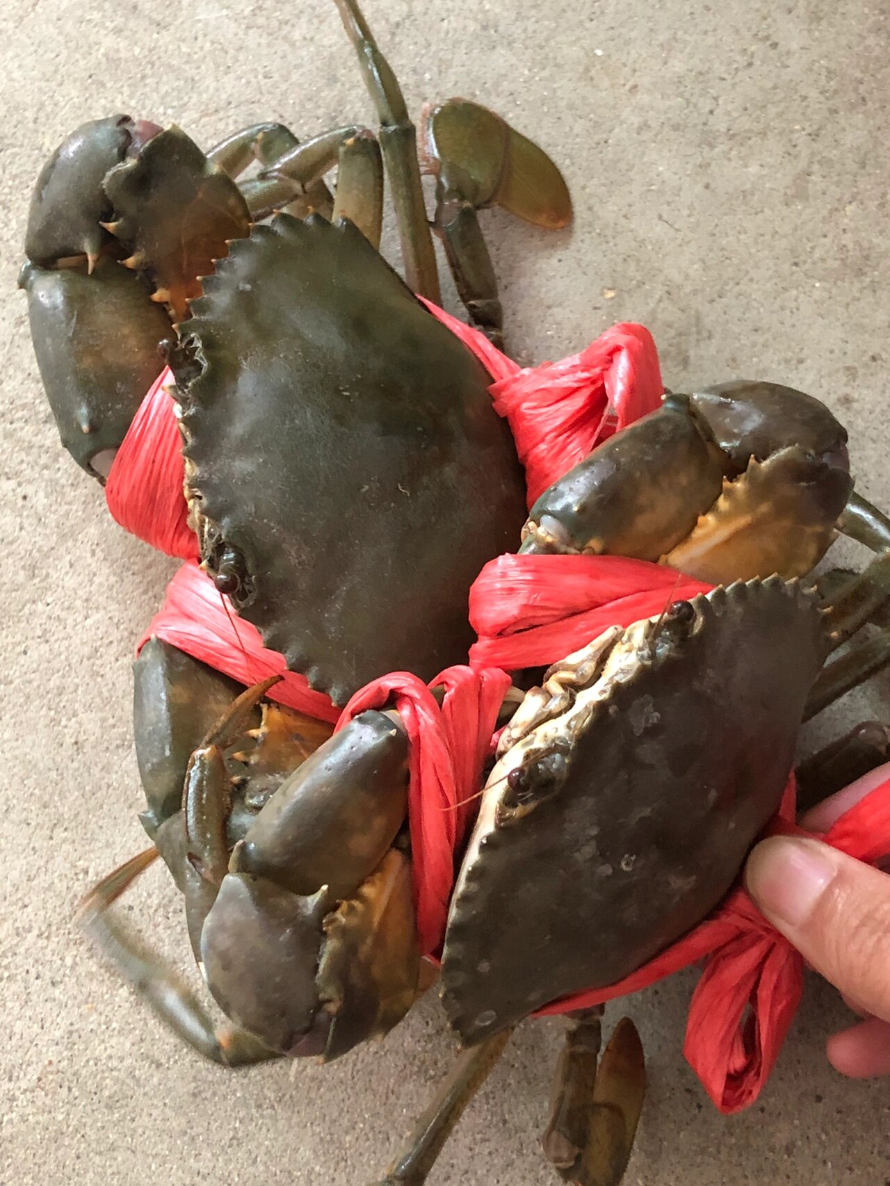 野生猷蠓(青蟹) 纯野生海捕大青蟹🦀️肉质鲜嫩清甜当天捕捞上岸