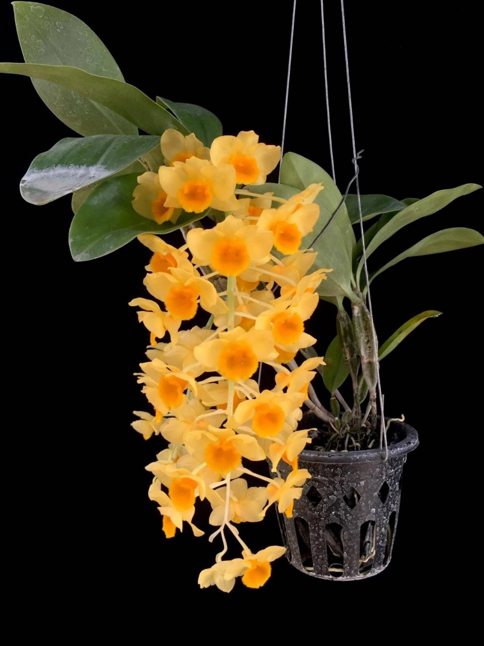 黄法式石斛 7.	黄法式石斛dendrobium guiberti carr 1876 泰国北部.