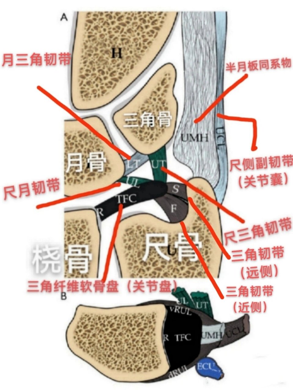 手腕结构图解大全图片图片