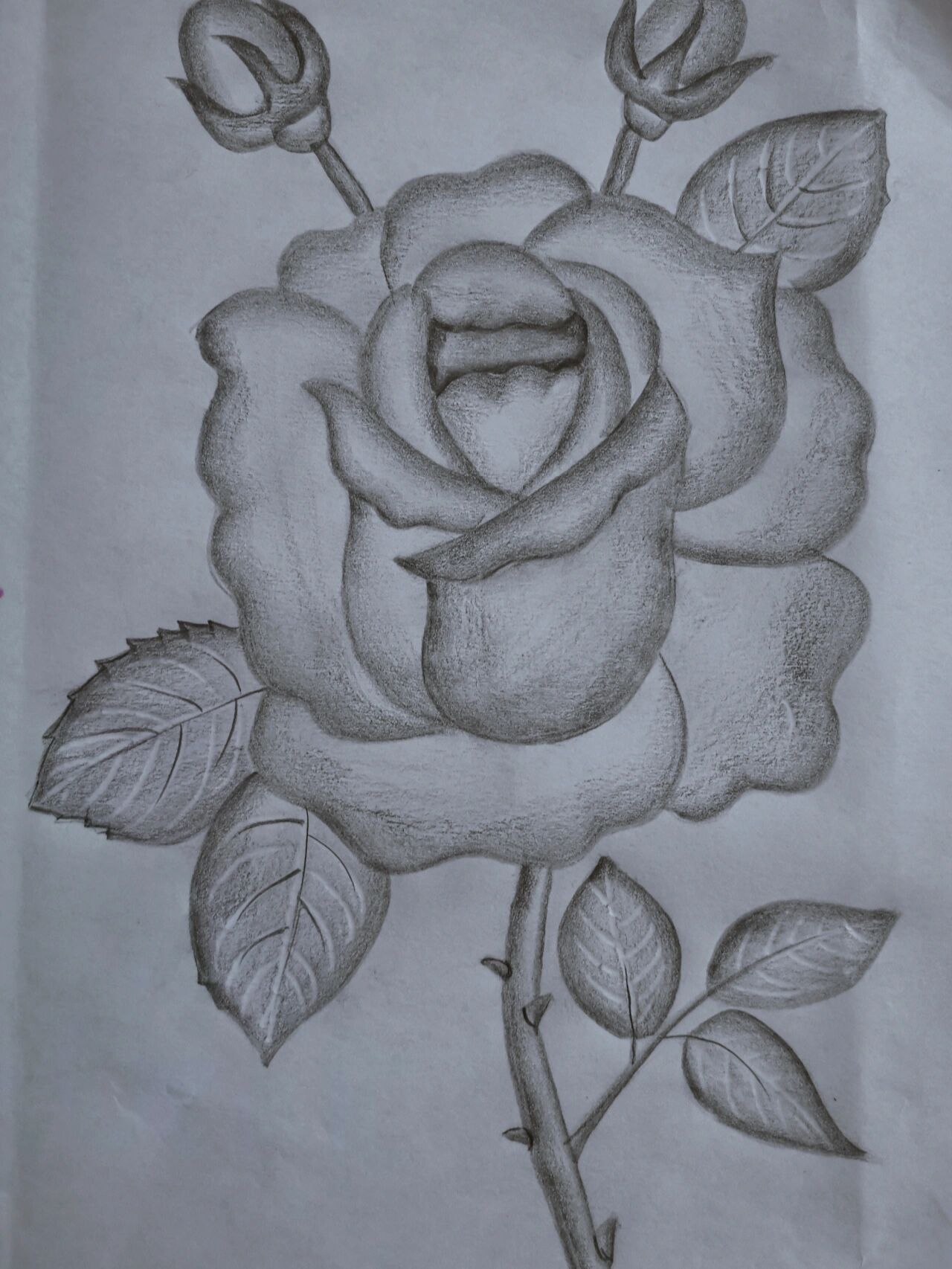 月季花分解绘画步骤