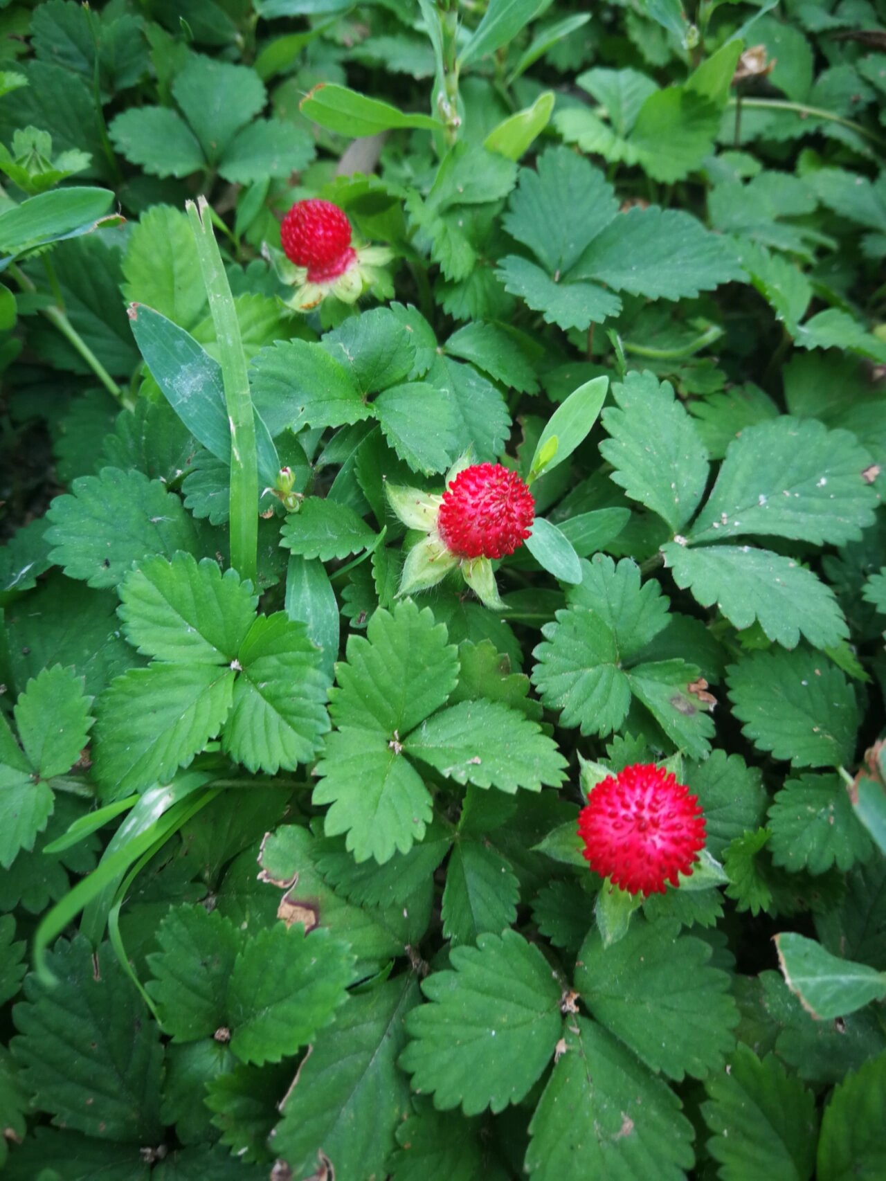 蛇莓草 蛇莓(学名:duchesnea indica (andr.