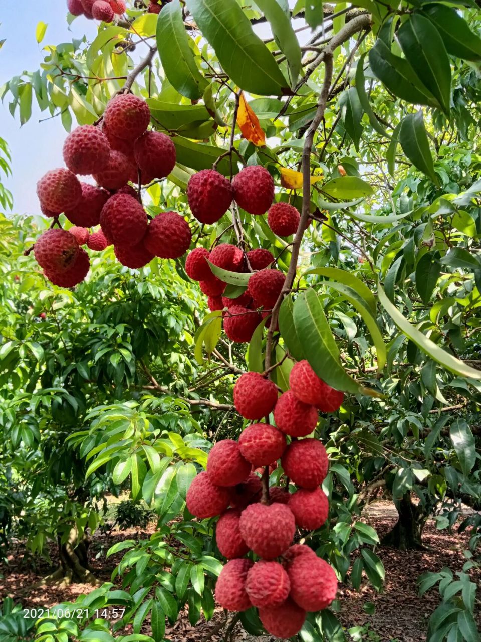 红灯笼荔枝!一串!一串!