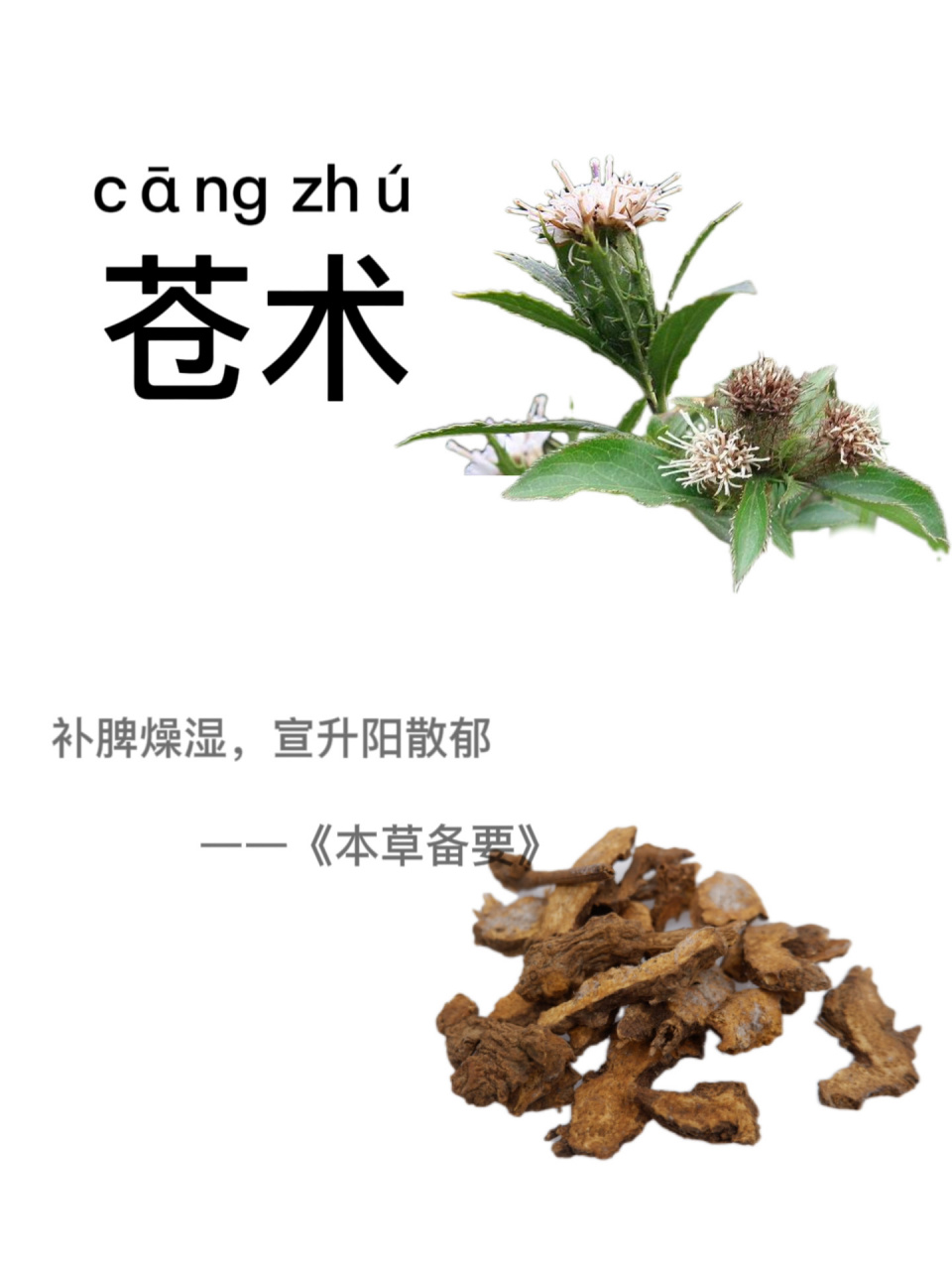 第四天:识《苍术》 别名:山精,赤术,马蓟,青术,仙术 中药材苍术是一味
