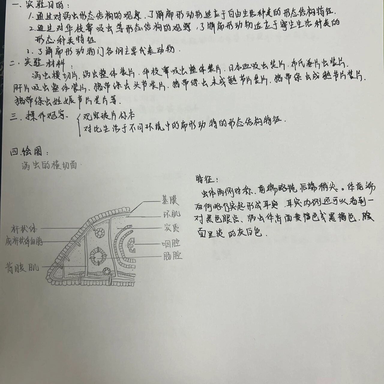 涡虫的横切面手绘图图片