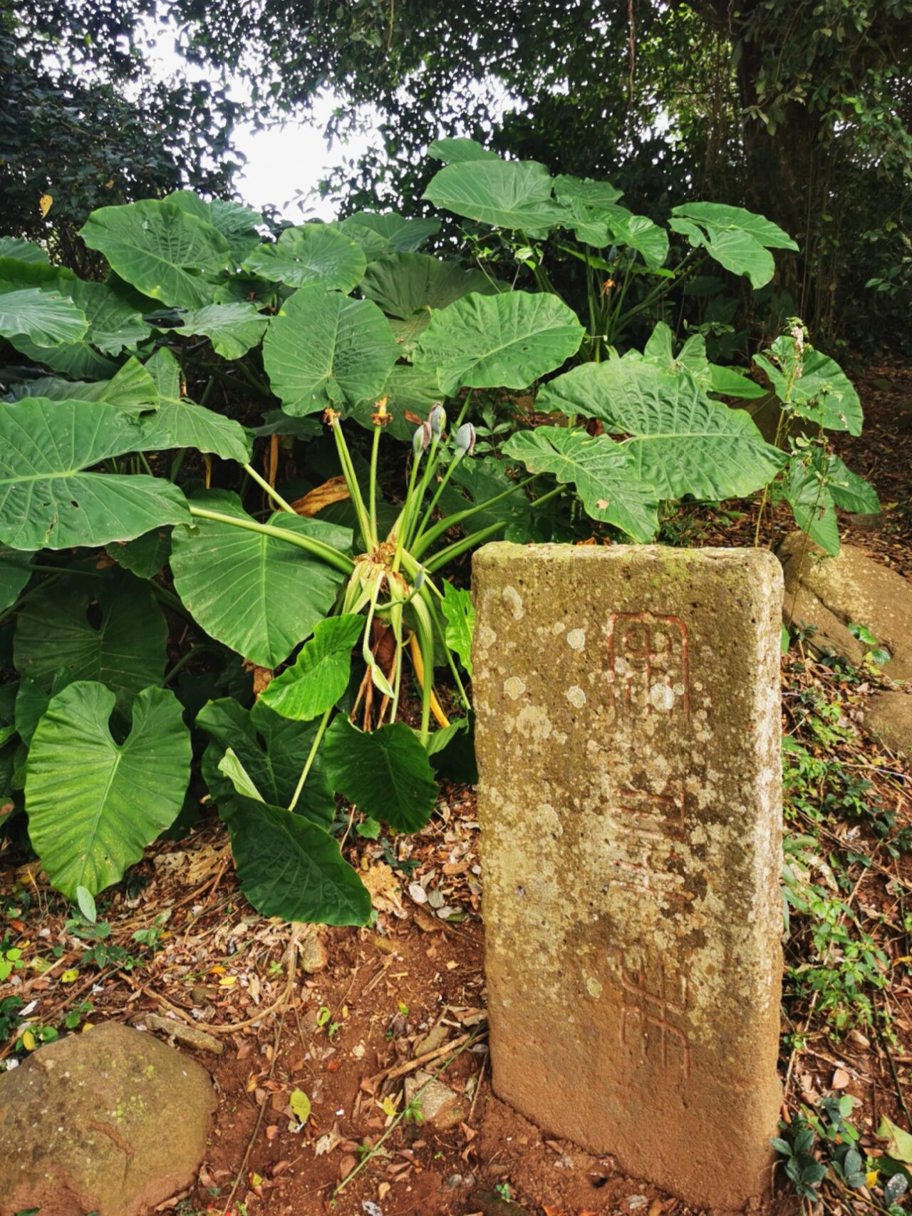 硇洲岛宋皇井图片