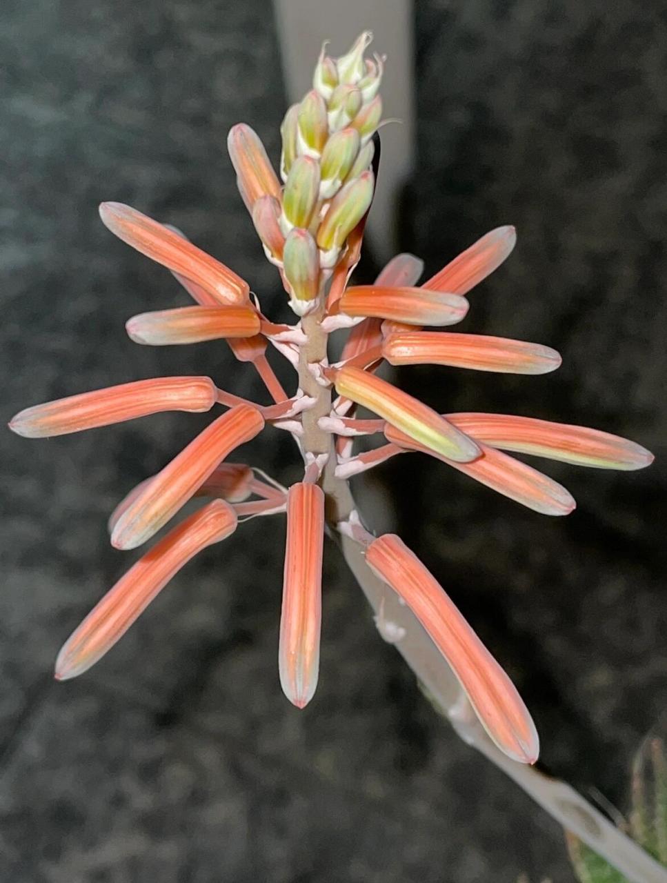 波路的花 又名绫锦,珍珠芦荟,木挫芦荟