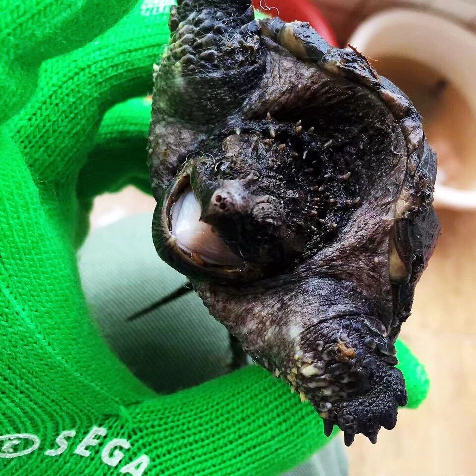 极品野黑佛鳄龟满头刺修长甲大宽脸背甲无敌