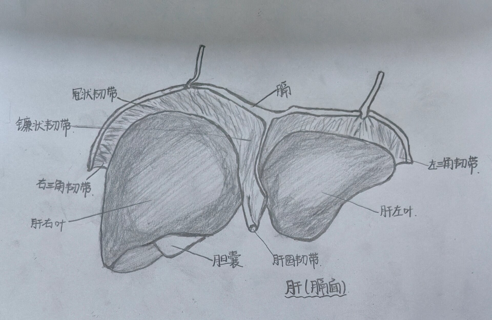 肝脏面素描图图片