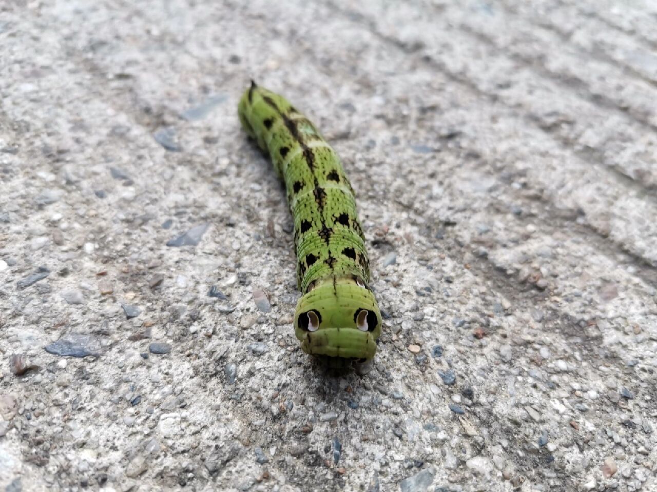 夏日昆虫