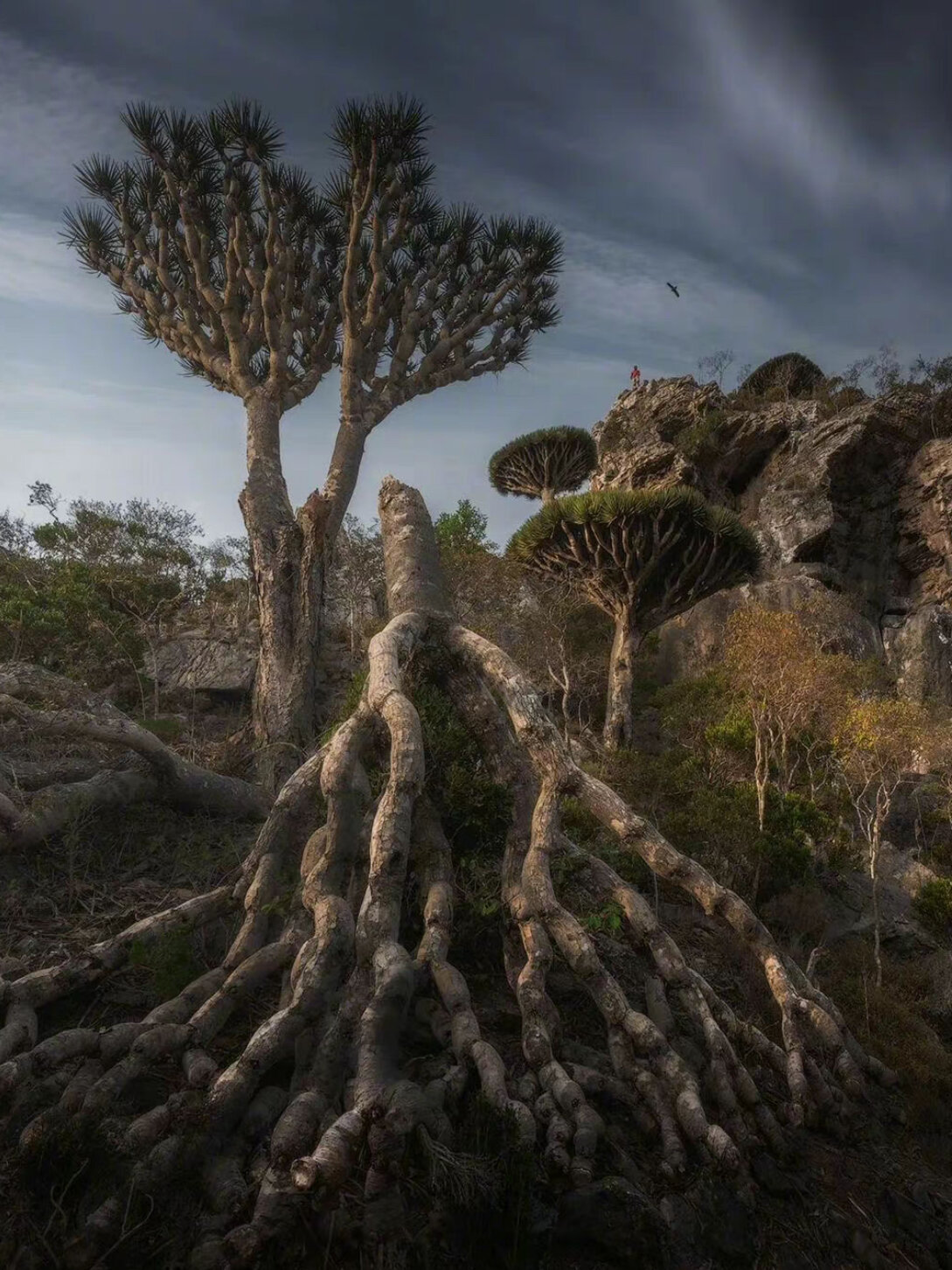 龙血树|活了8000岁的植物寿星