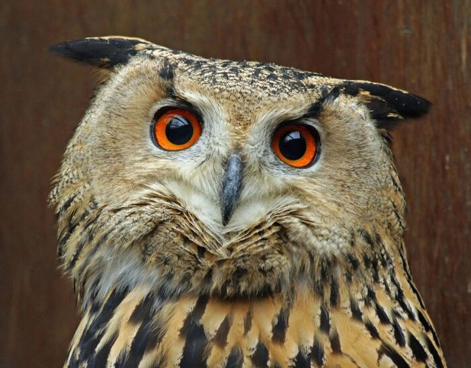 猫头鹰丨脊索动物门鸟纲动物01 989898 中国国家二级保护动物