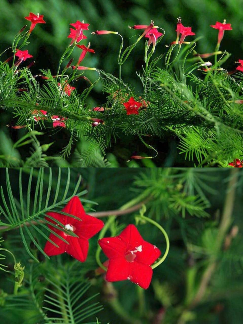 每天带你认识一种植物|羽叶茑萝
