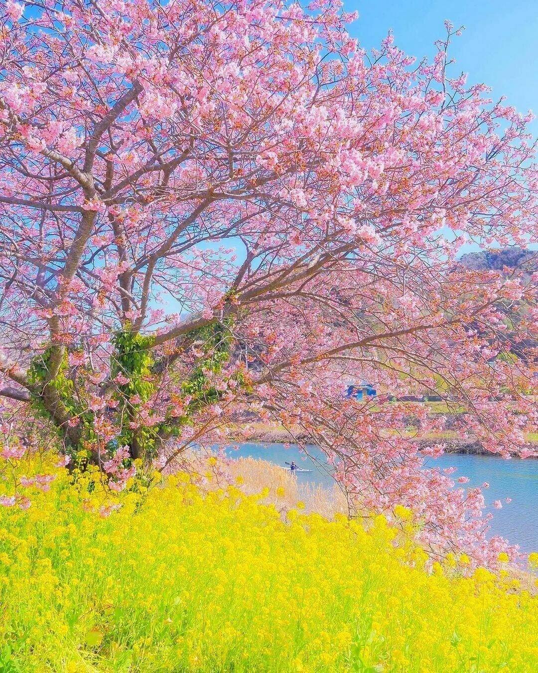 繁华似锦