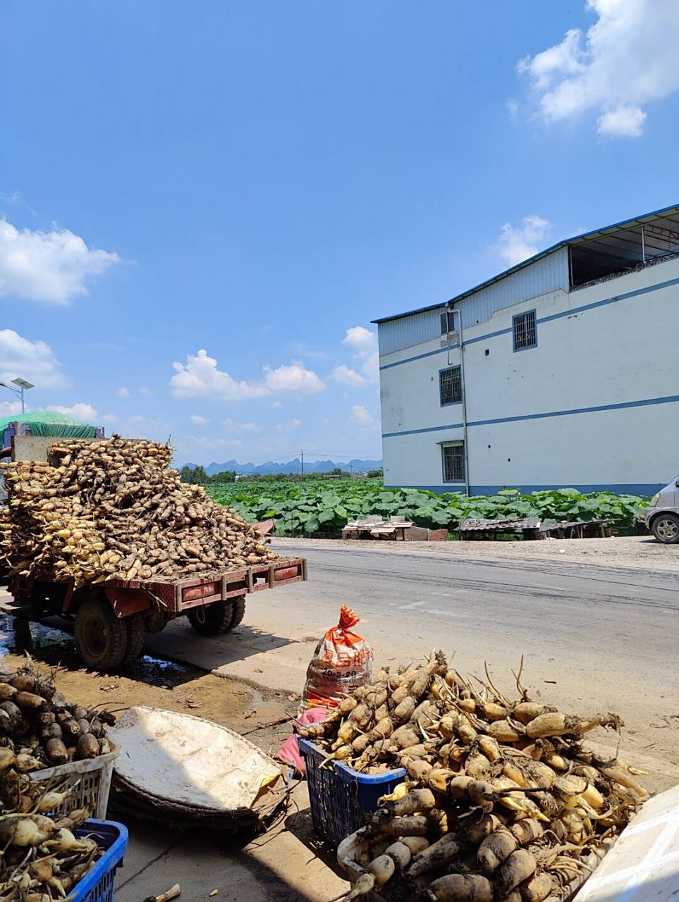 柳江莲藕正当季 中国莲藕看柳江, 67柳江莲藕看百朋, 67百朋莲藕