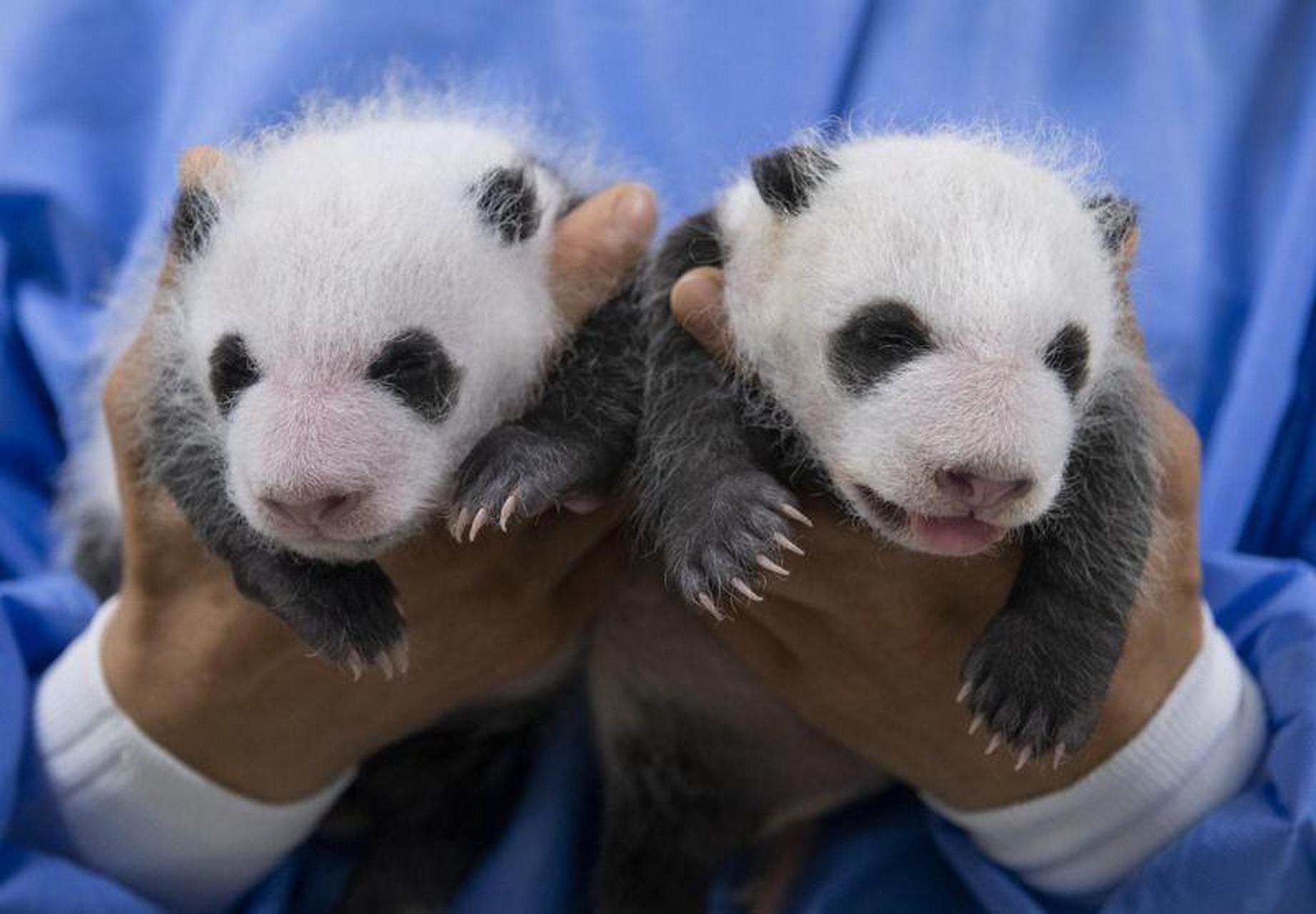 在韩大熊猫双胞胎满月照曝光 老二吐舌头卖萌】 据韩联社报道,8月7日