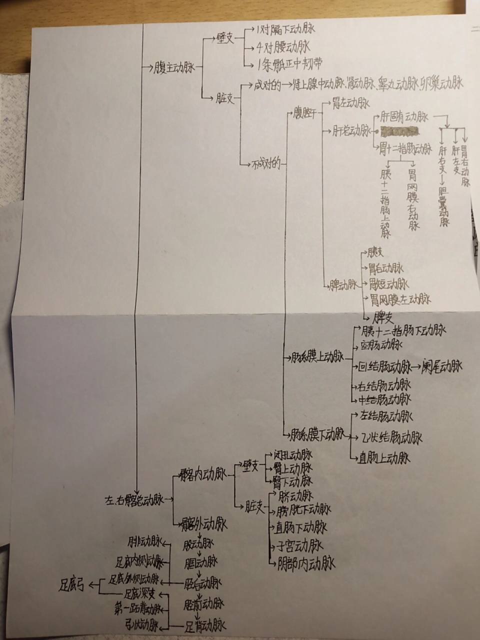 循环系统思维导图