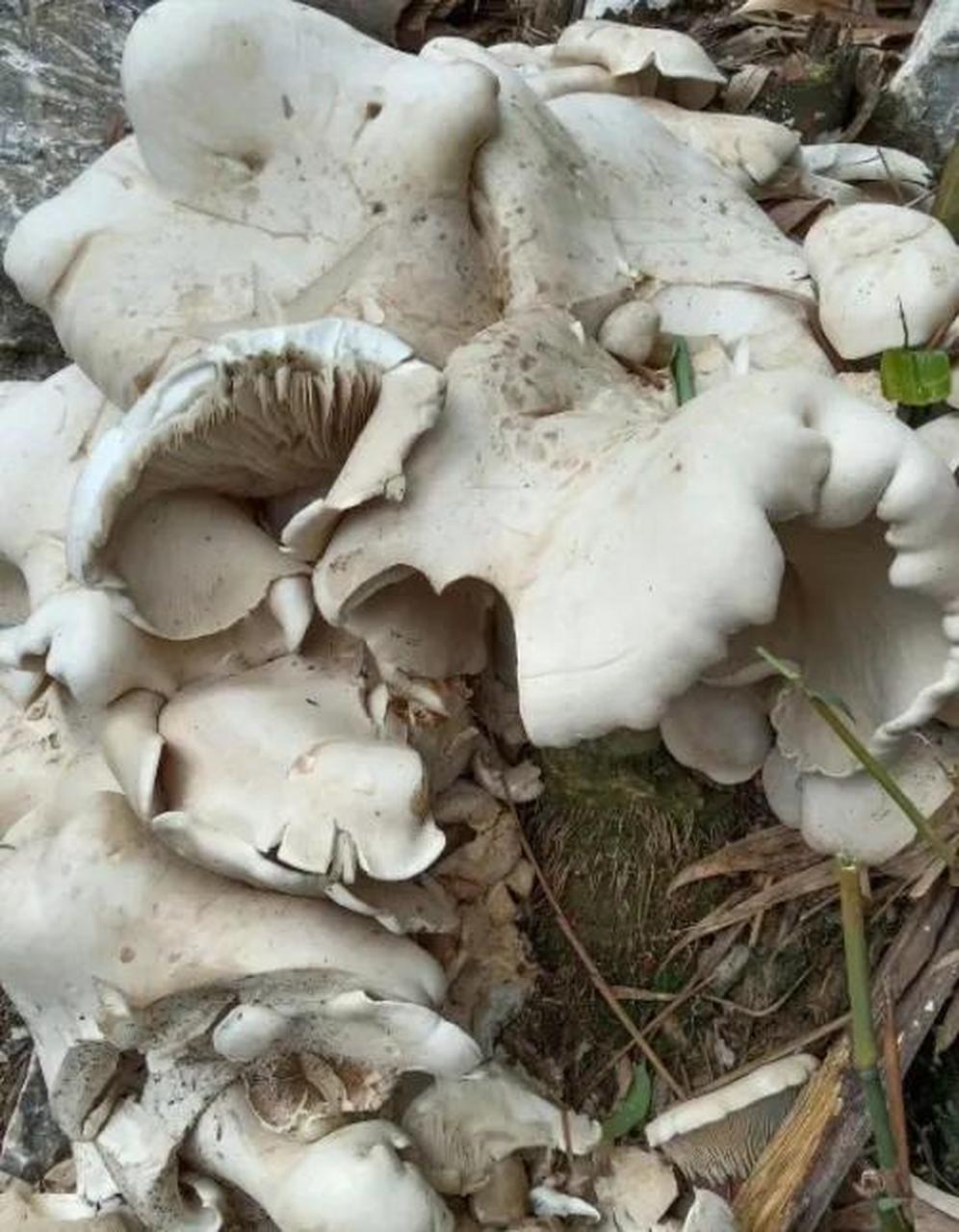 跟朋友上山去挖竹笋,没有想到在竹林里碰到巨型蘑菇,我们也不认识这是