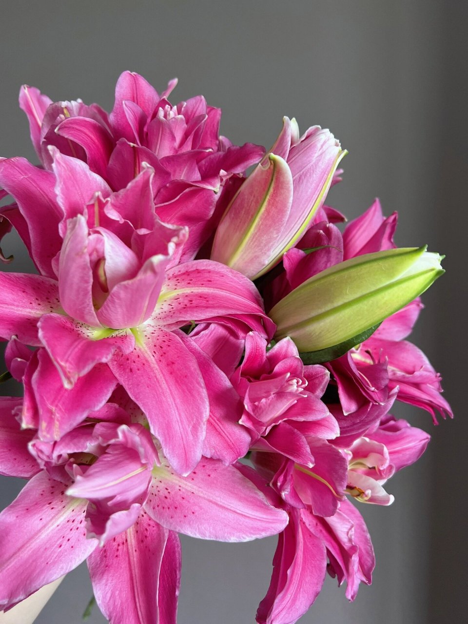 重瓣百合 紫莲花 卖家写的特福 品种应该是紫莲花