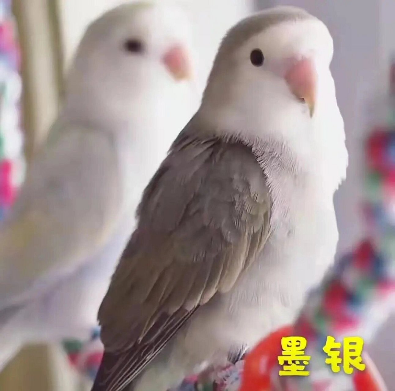 墨银顶桃面牡丹鹦鹉 市面上常见的都是墨金顶(杂毛) 通常高纯的墨银顶