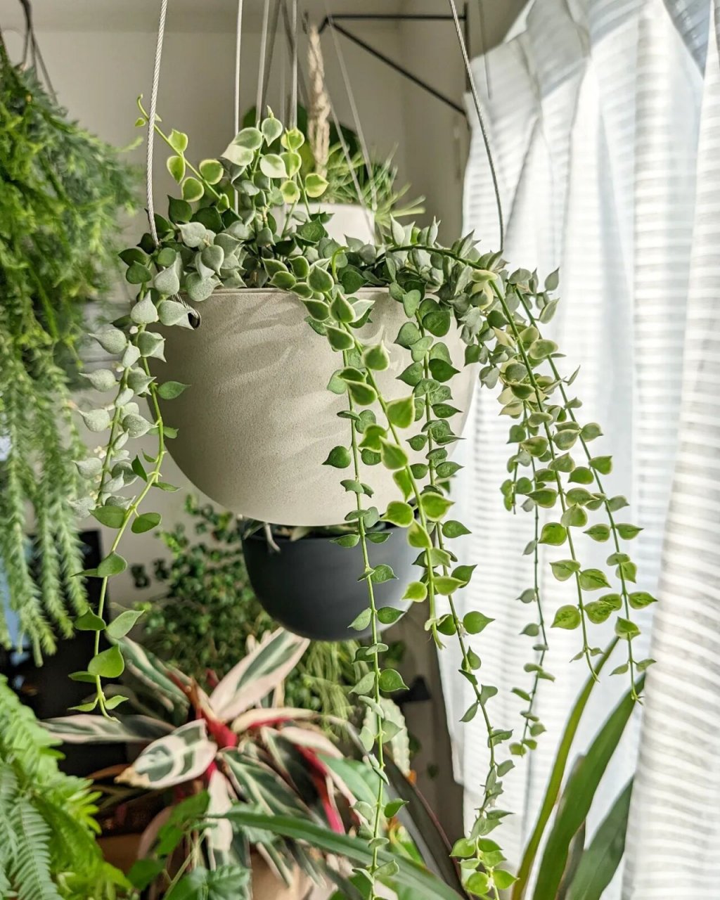 金边翡翠,很适合在家里养的藤本植物 室内小清新植物推荐02#我爱