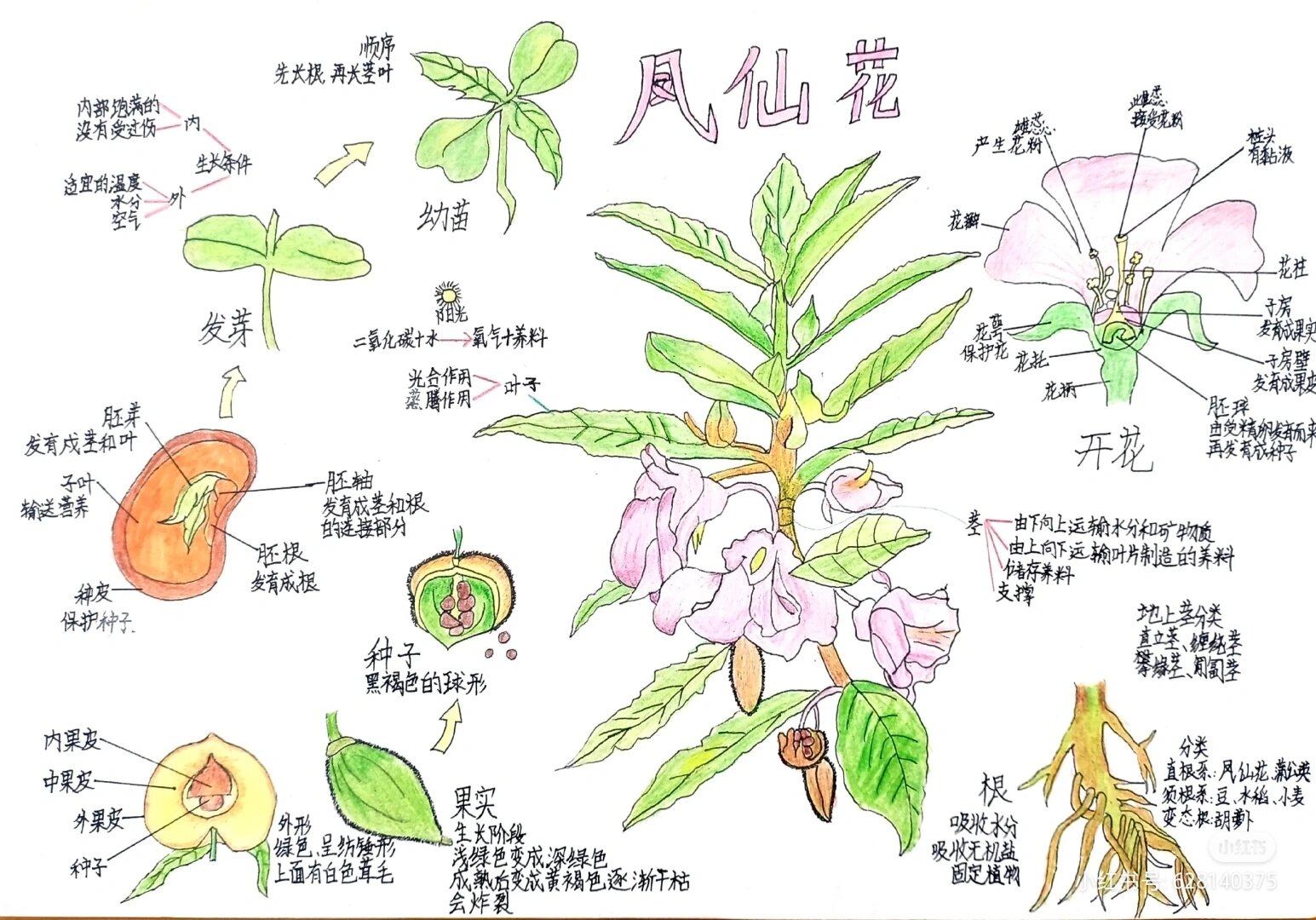 凤仙花简介100字图片