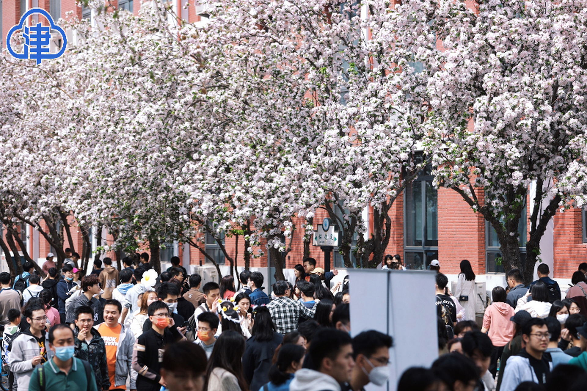 8万校友市民来赴海棠之约】4月2日是天津大学海棠季校园开放日