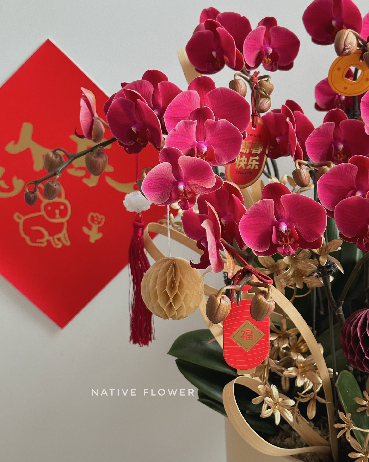 蝴蝶兰年宵花 复古丝绒质感红梅 非常高级的复古玫红色 美出圈的