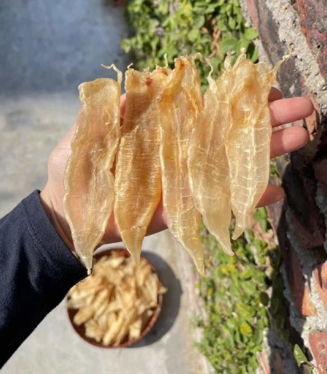 南澳水晶厚肉赤嘴鳘鱼胶,肉厚软糯爽滑 好吃,孕妇月子可以吃一斤60出