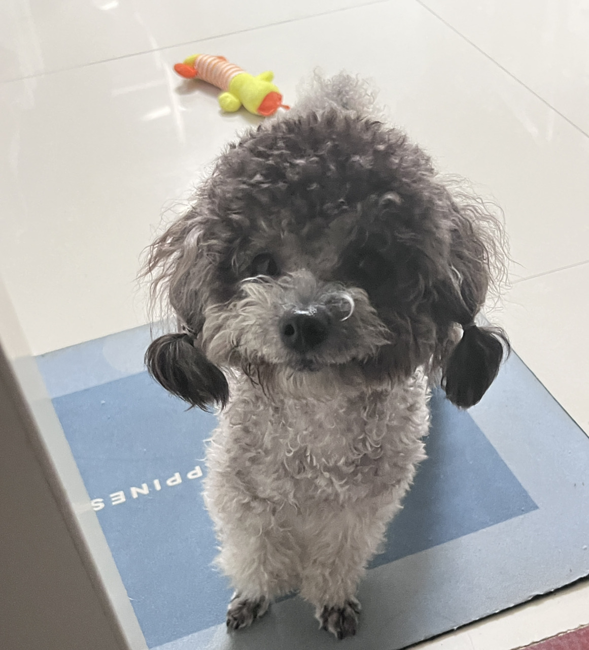 灰泰迪扎辫子 姨姨们,看我扎了小辫子可不可爱