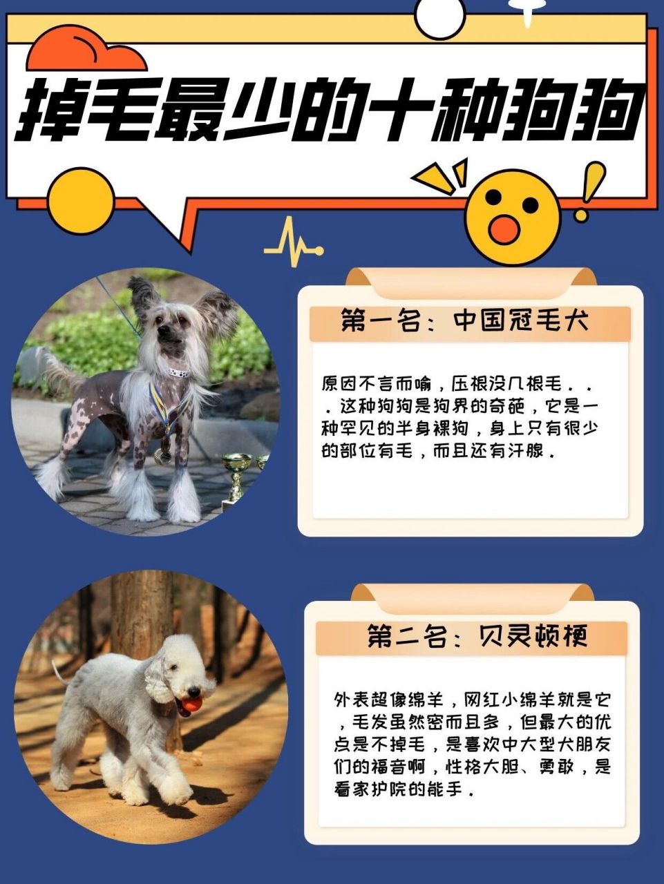 掉毛最少的十种狗狗 97掉毛最少的十种狗狗,这份"养狗名单"供你挑选