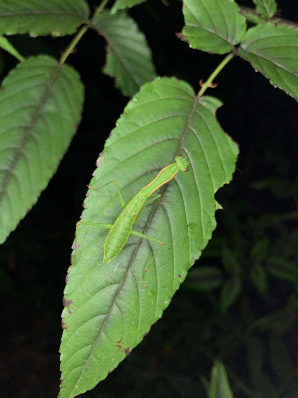 绿绿的似织螽和其他奇特的虫虫[害羞]#昆虫世界# #螽斯# #大自然# #这