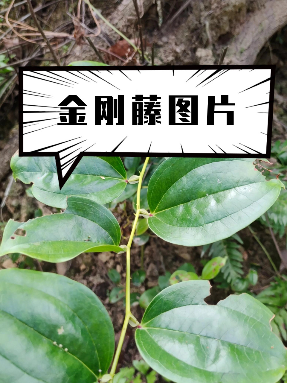 94 看这金刚藤图片,它的藤蔓坚韧有力,仿佛拥有无穷的力量.