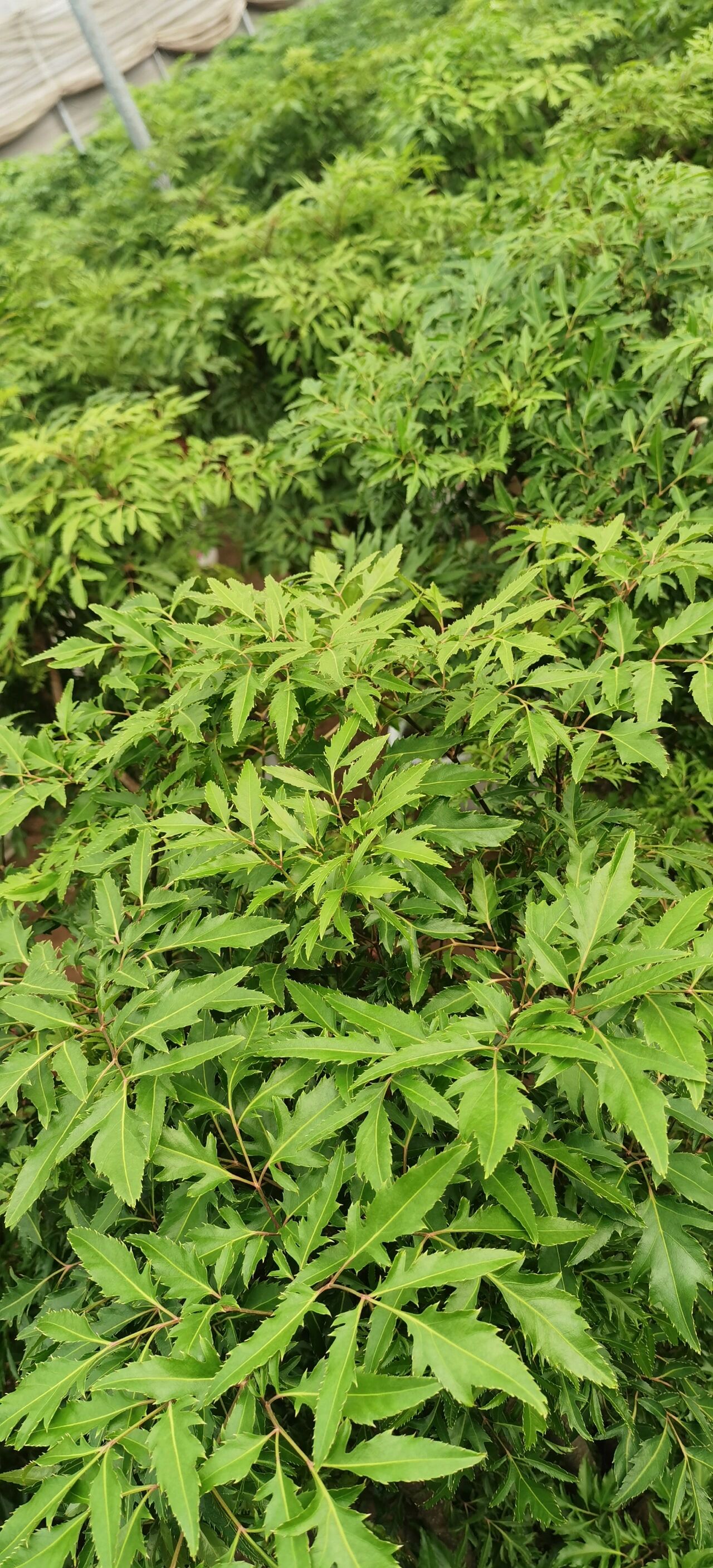 福禄桐又名南洋森,有人称羽叶福禄桐或者细叶福禄桐,区别于市面圆叶