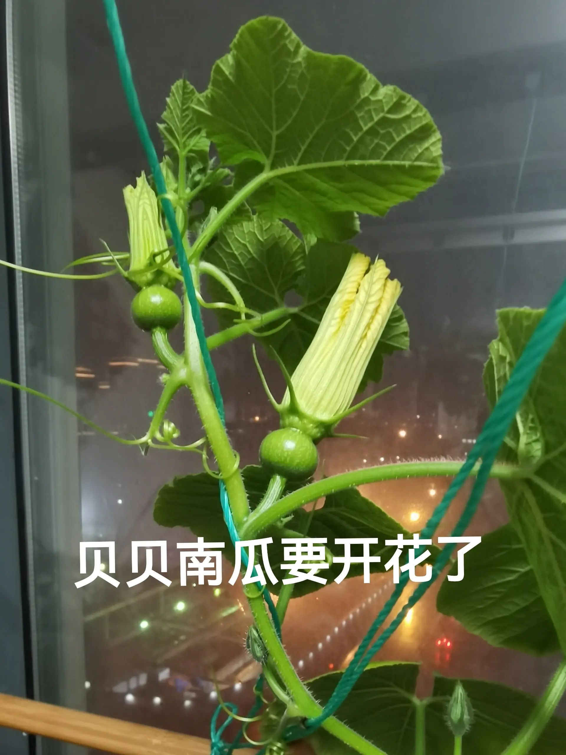 教你一眼识别南瓜的雌花和雄花
