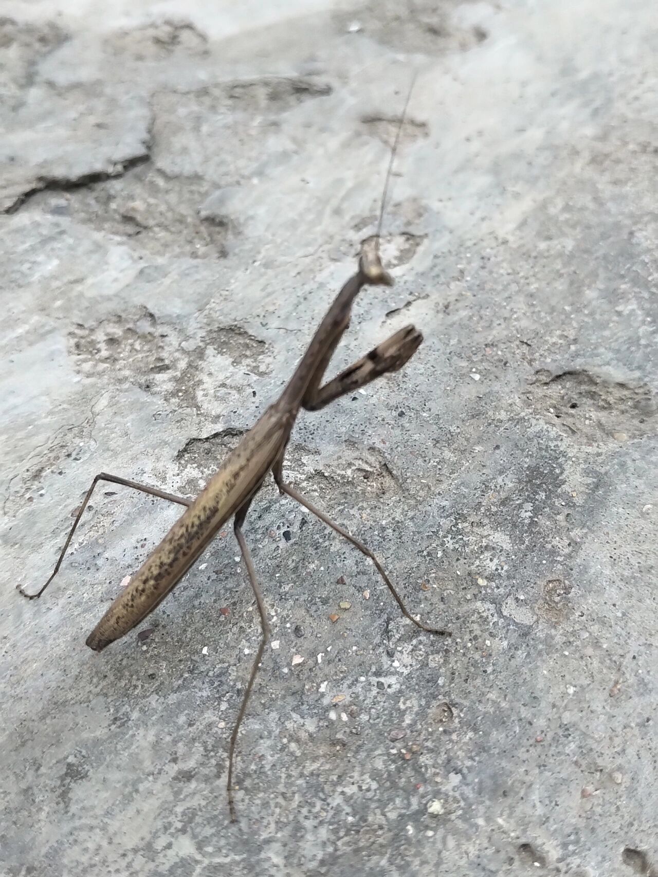发现一只灰色的螳螂 夏天都过了,而他好像才来到这个世界 	 还有一个