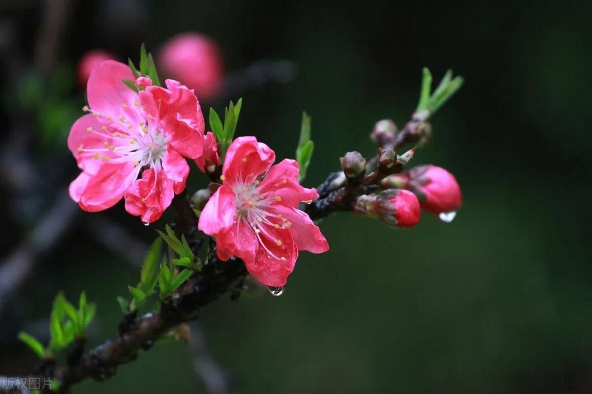 带水珠的梅花图片图片