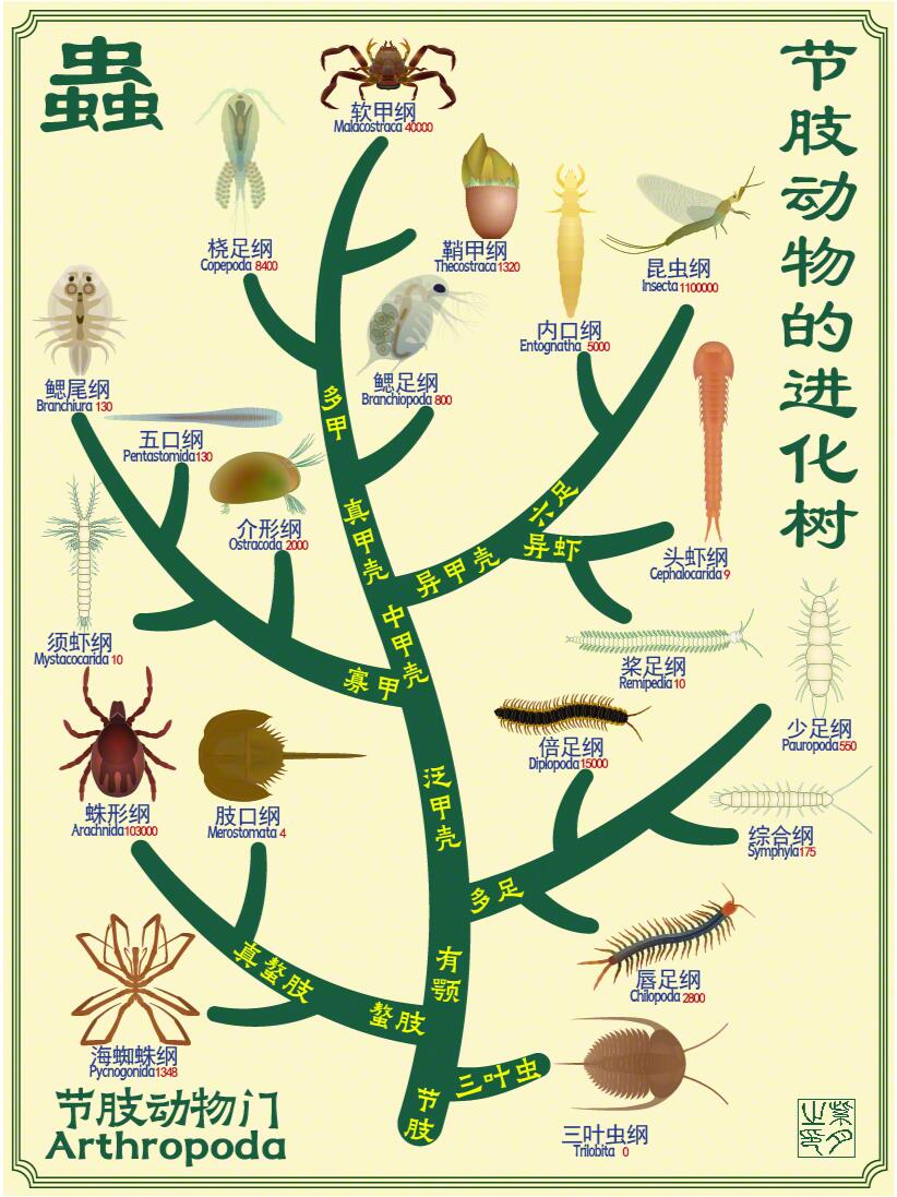 三叶虫怎么画图片