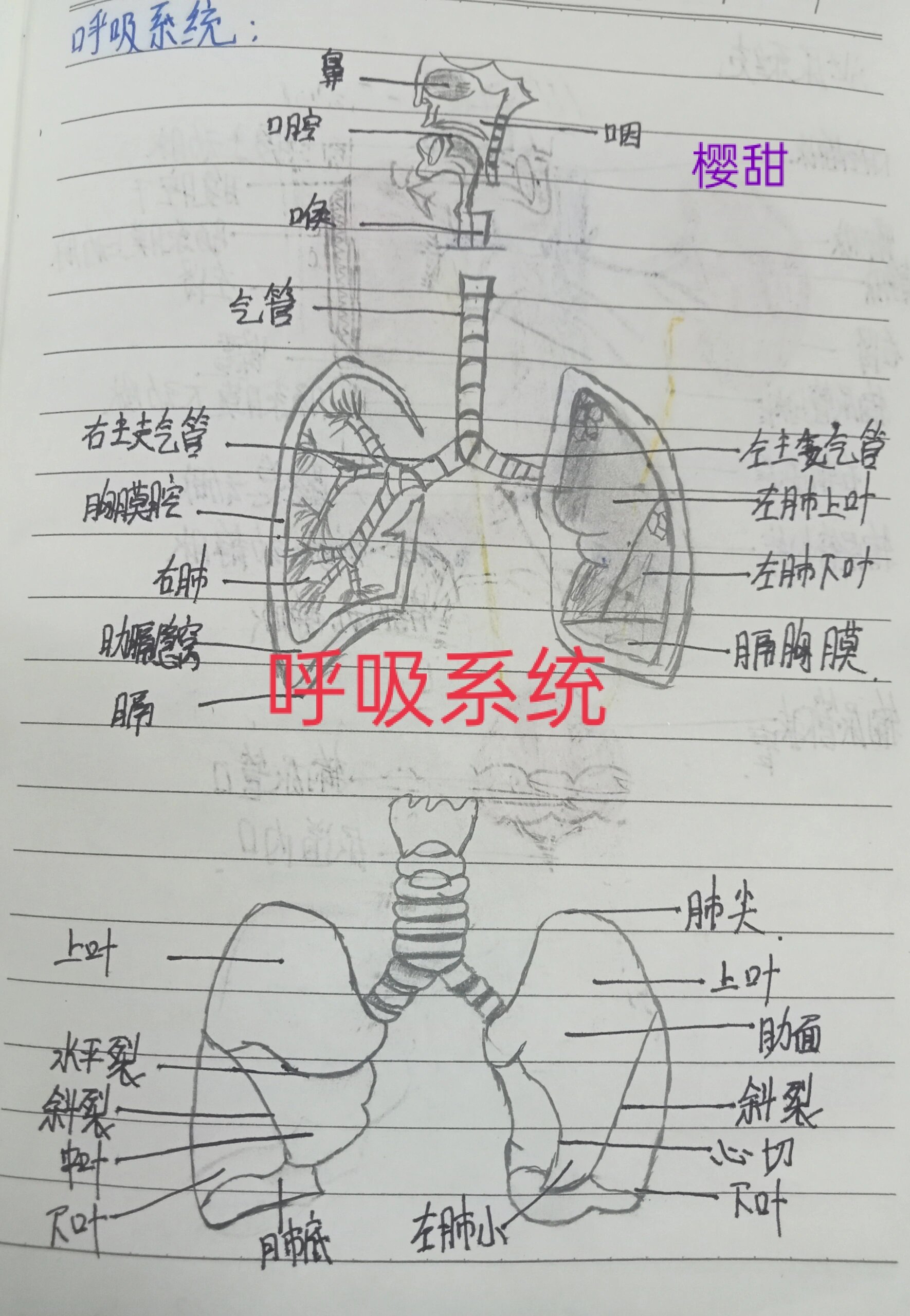 人体呼吸系统简单图片