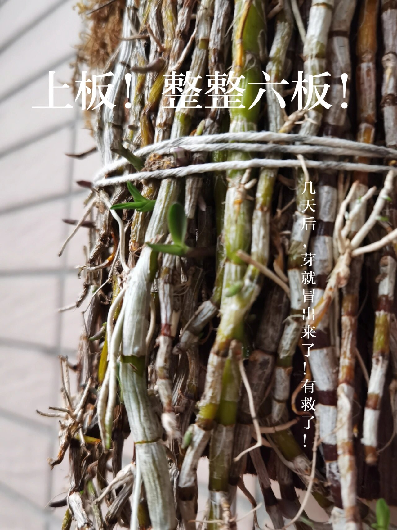 一包发霉的干石斛 朋友的一包铁皮石斛发霉了.我要过来试一下下运气.