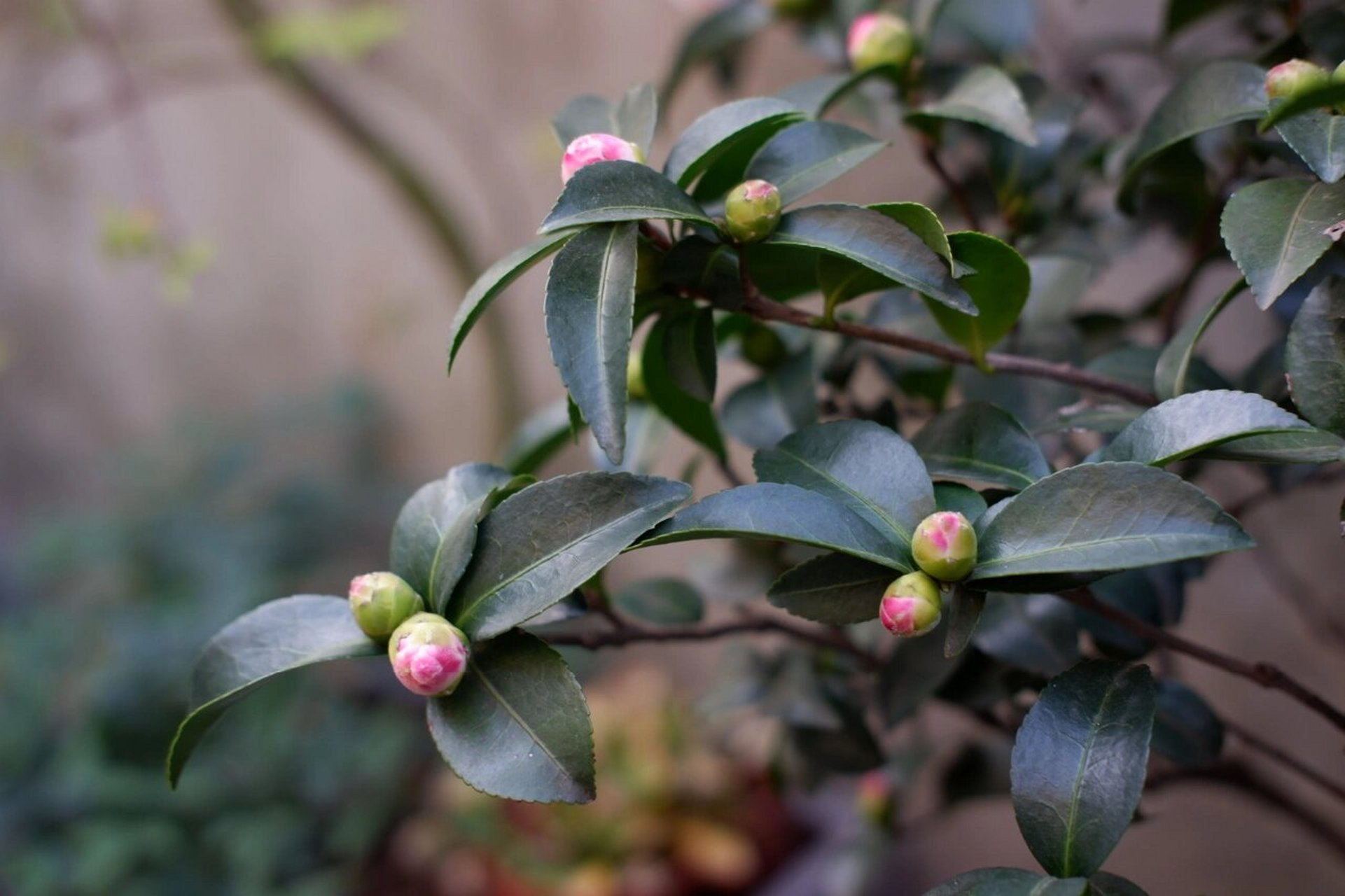 自带仙气的茶梅品种,朝仓. 这棵茶梅去年收到的时候仅剩一朵花.