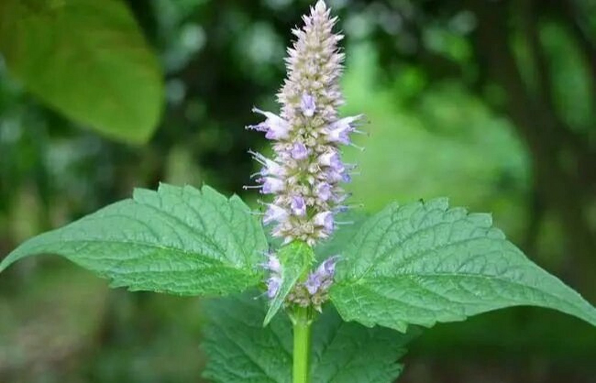 《神农十二草》之十一 藿香 藿香正气水的藿香