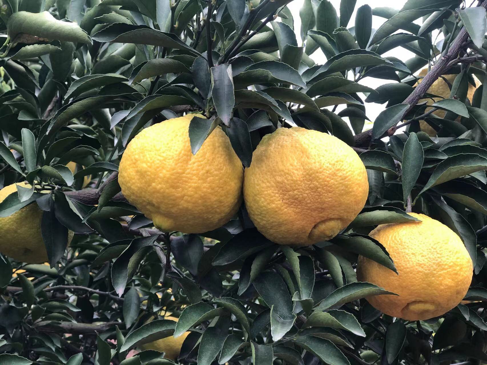 黄金贡柚 给大家推荐一款我们老家大怀化的水果特产黄金贡柚.