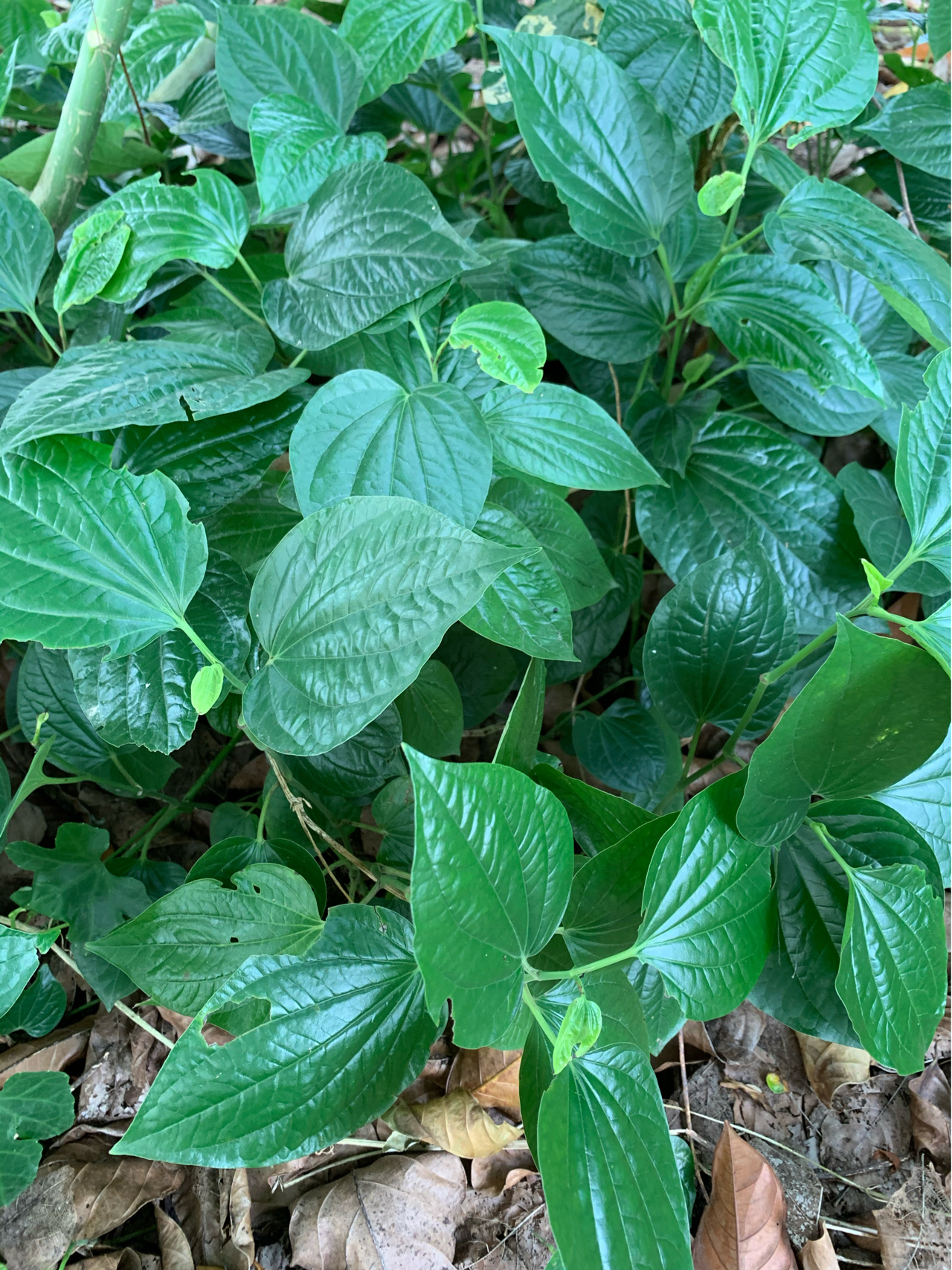 打卡海南野菜之-五指山蒌叶 在海南的菜园子里我种了一片,种一次就一