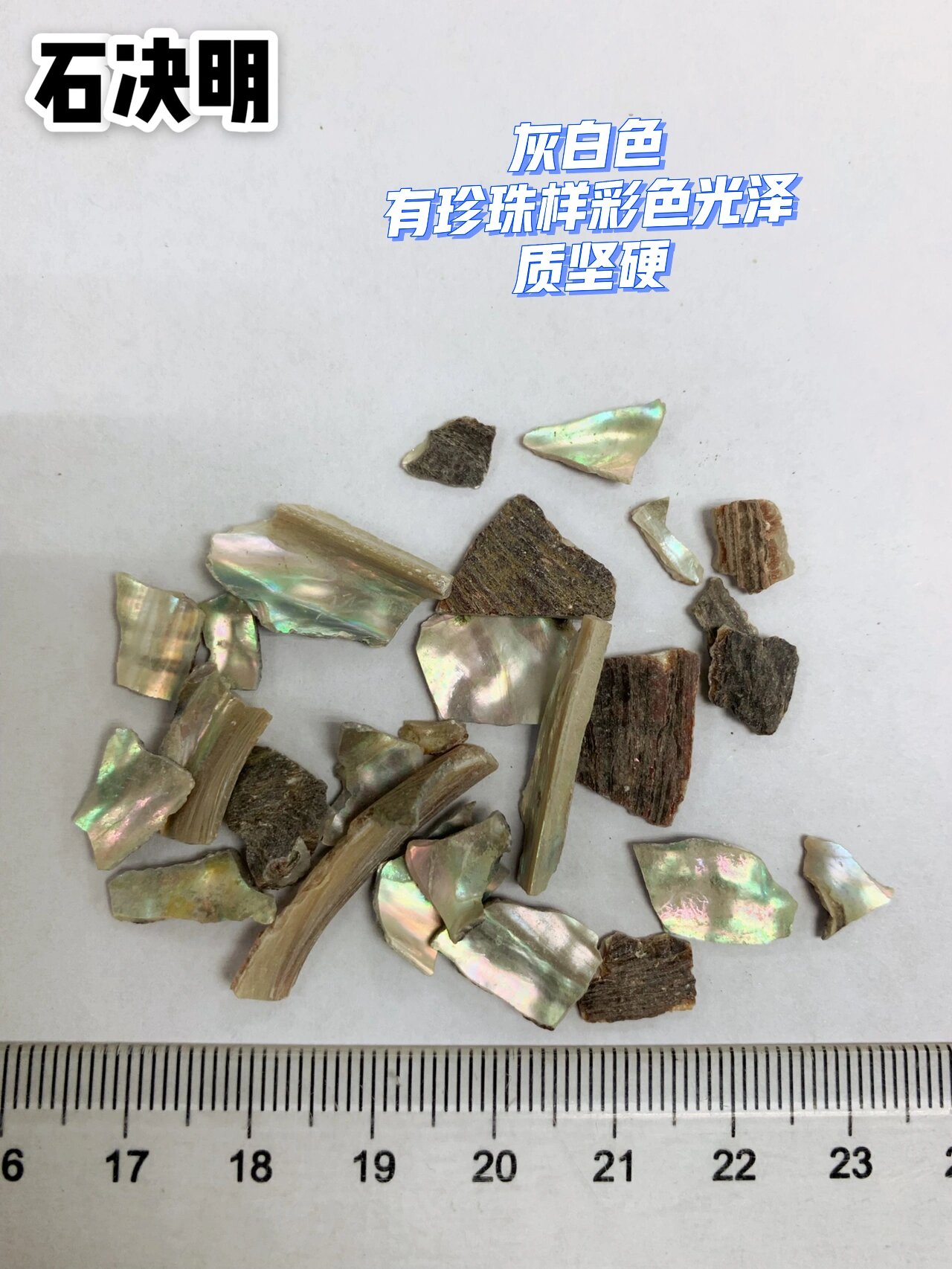 学中药,先认药|石决明,珍珠母,牡蛎 平肝息风药7915平抑肝阳药