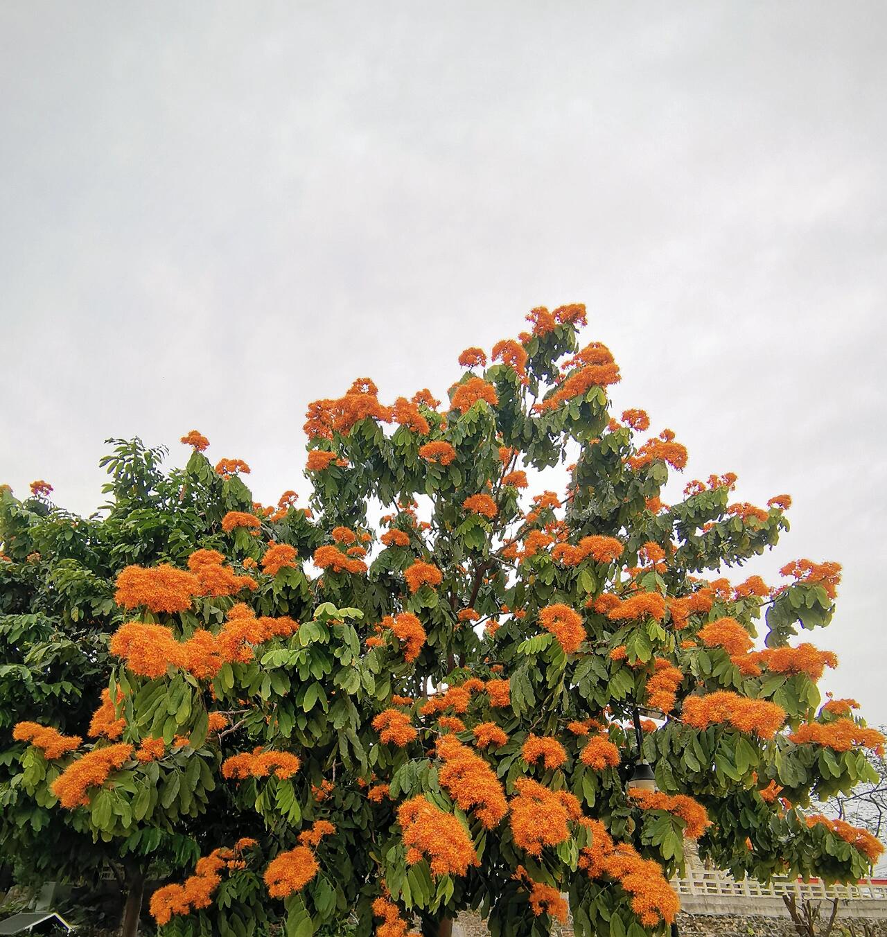 你知道无忧花的花语是什么吗