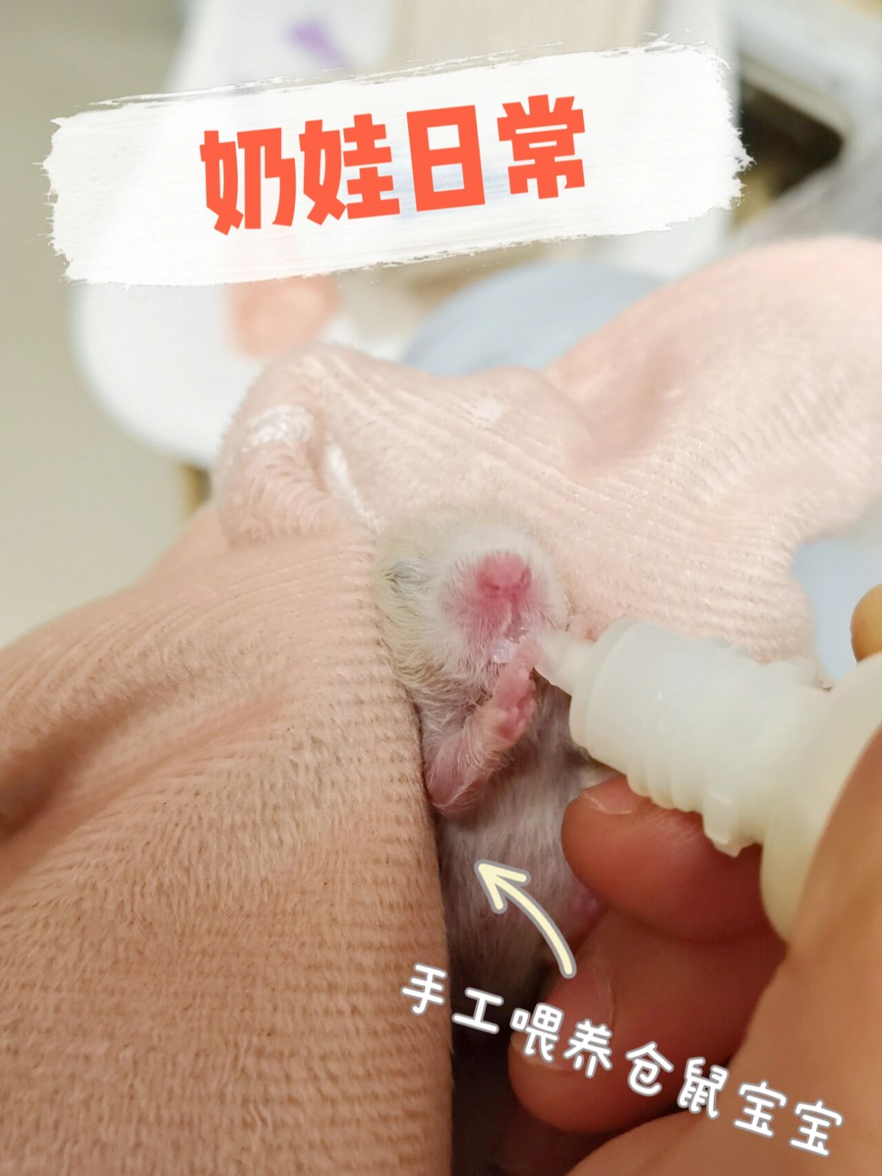 手工喂养15天的仓鼠宝宝