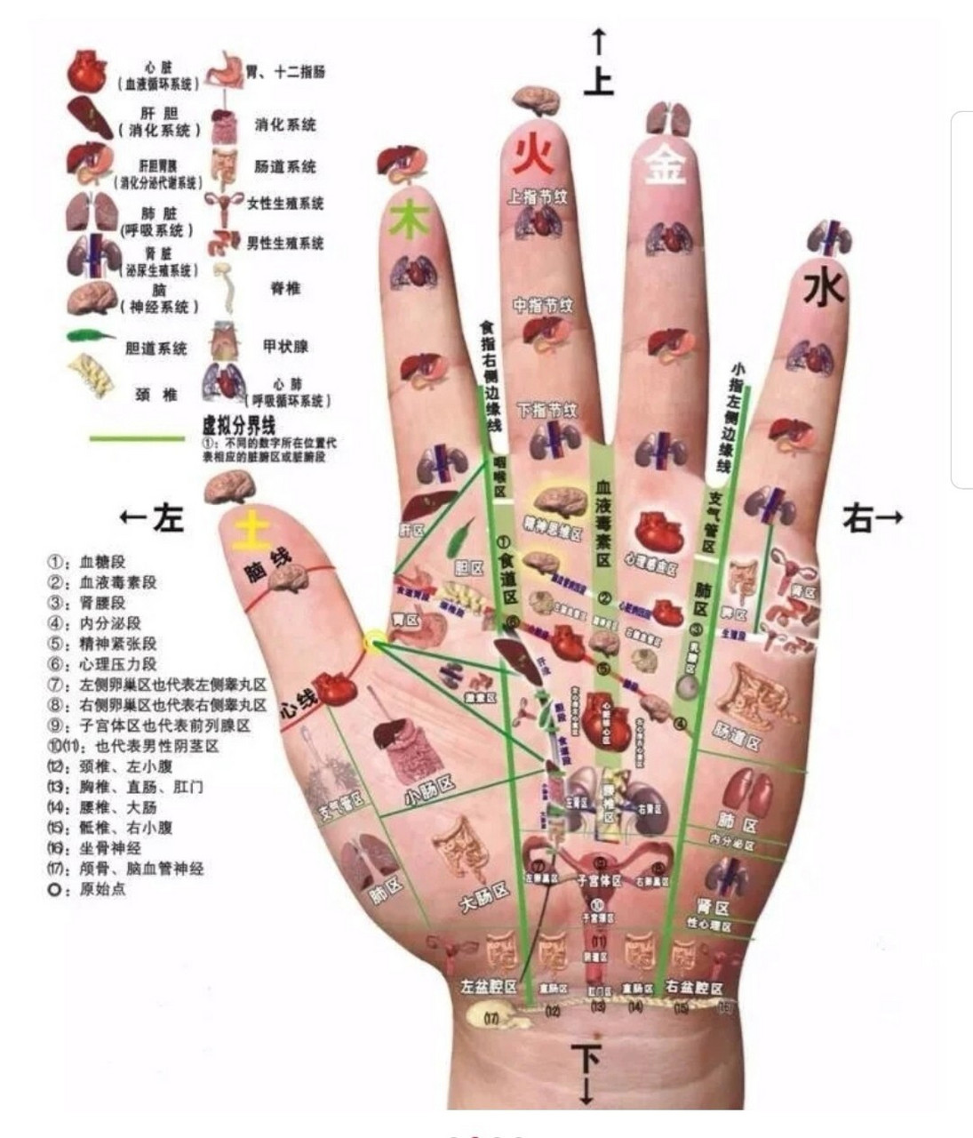手诊入门口诀(重要),建议收藏 1 母指为头食指肝, 中指为心环指肾